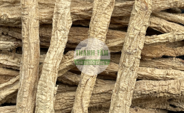 Đảng sâm tốt | Nhà thuốc Thanh Tâm