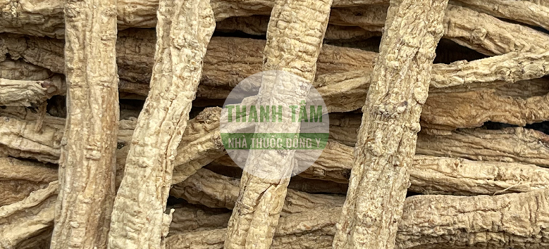 Đảng sâm tốt | Nhà thuốc Thanh Tâm