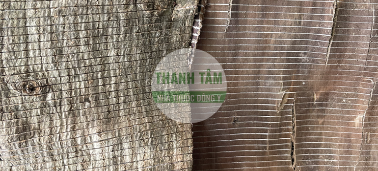 Đỗ trọng | Nhà thuốc Thanh Tâm