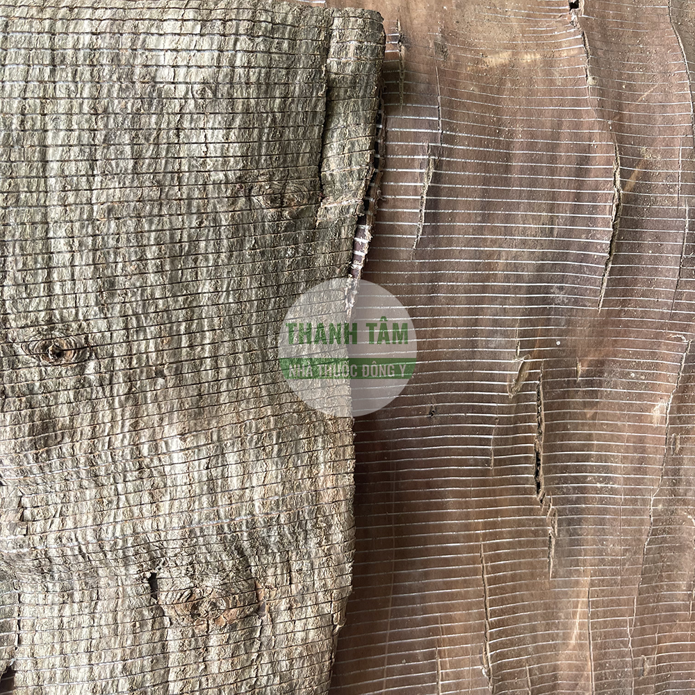 Đỗ trọng – vị thuốc bổ thận và mạnh gân cốt