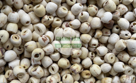 Liên nhục tách vỏ | Nhà thuốc Thanh Tâm