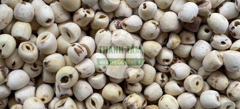 Liên nhục tách vỏ | Nhà thuốc Thanh Tâm