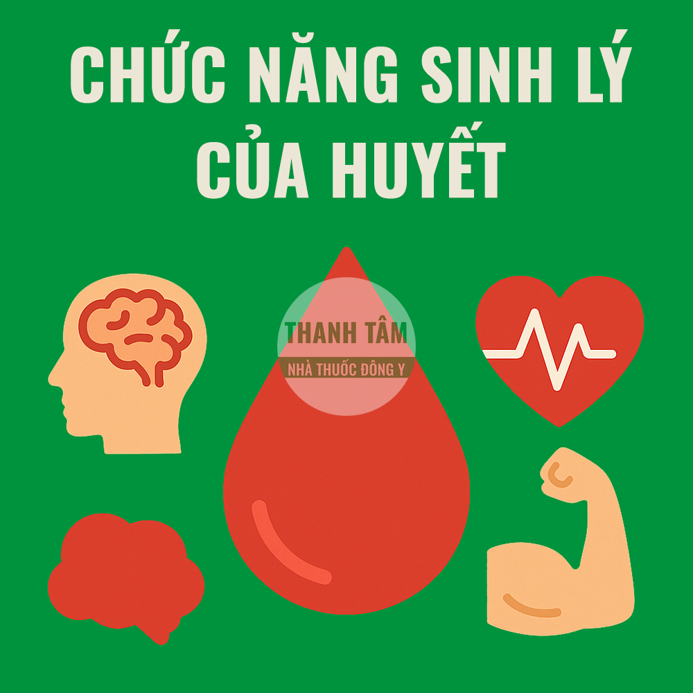 Chức năng của huyết | Nhà thuốc Thanh Tâm