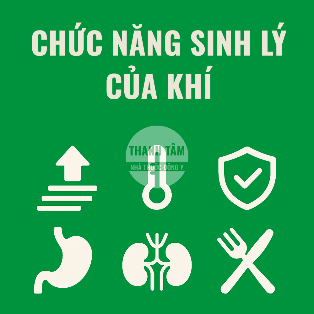 Chức năng của khí | Nhà thuốc Thanh Tâm