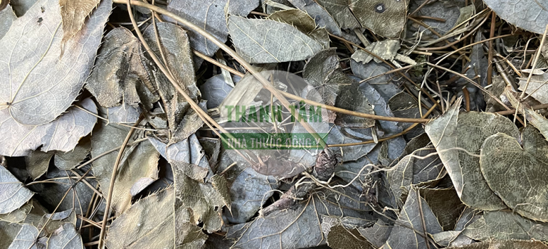 Vị thuốc Dâm dương hoắc lá rời | Nhà thuốc Thanh Tâm