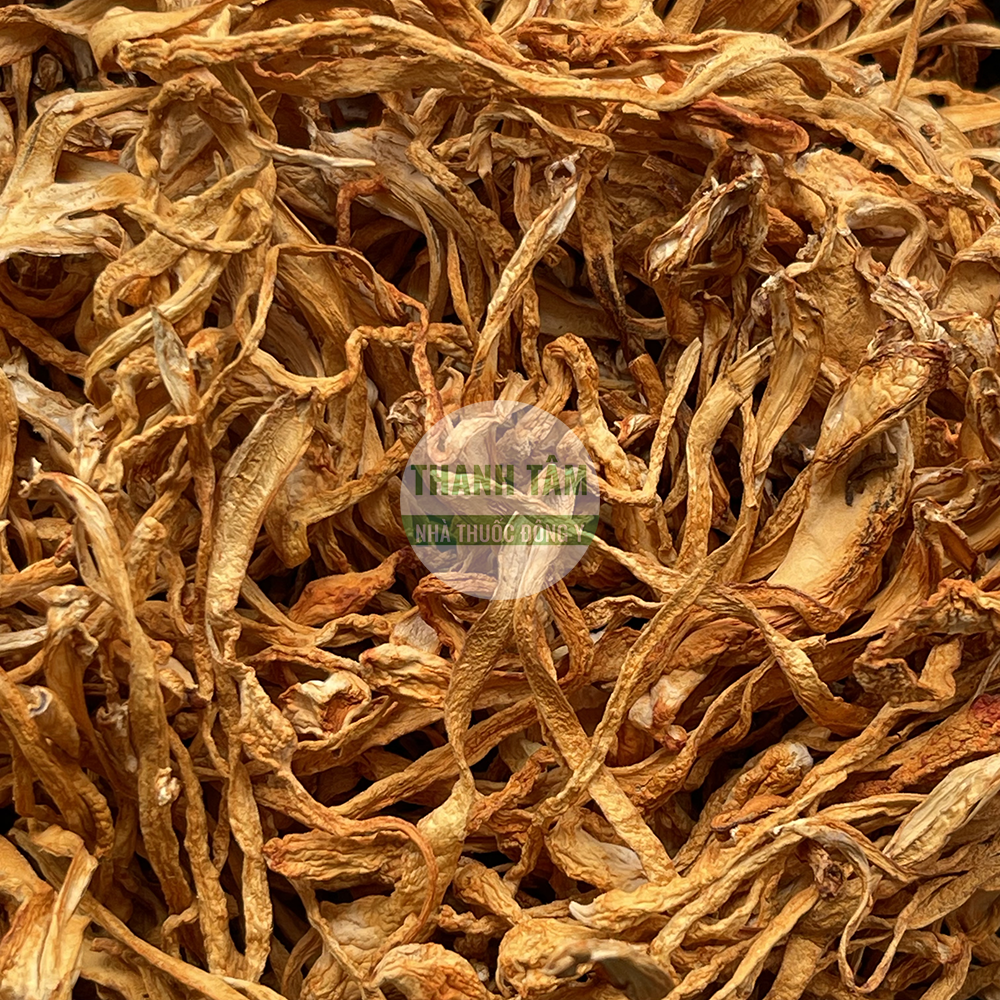 Đông trùng thảo – dược liệu quý trong Đông y