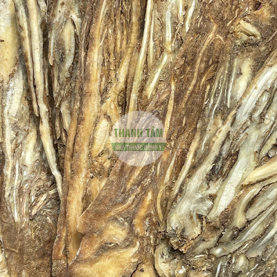 Đương quy Quy điều phiến | Nhà thuốc Thanh Tâm