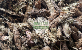 Vị thuốc Hạ khô thảo | Nhà thuốc Thanh Tâm