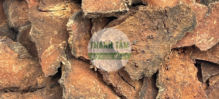 Vị thuốc Hà thủ ô đỏ | Nhà thuốc Thanh Tâm