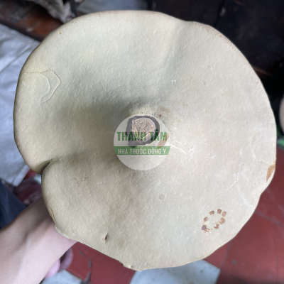 Nấm linh chi Hàn Quốc mặt sau nấm | Nhà thuốc Thanh Tâm