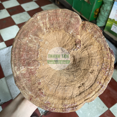 Nấm linh chi Hàn Quốc mặt trước nấm | Nhà thuốc Thanh Tâm