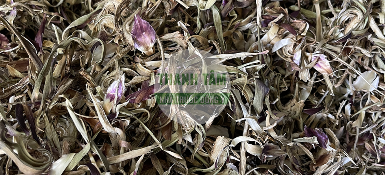 Actiso bông | Nhà thuốc Thanh Tâm