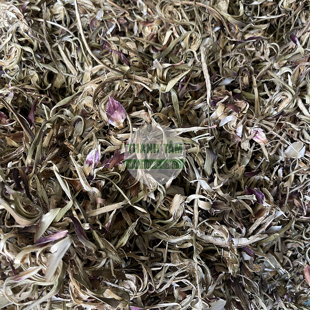 Actiso – dược liệu mát gan, giải độc trong Đông y