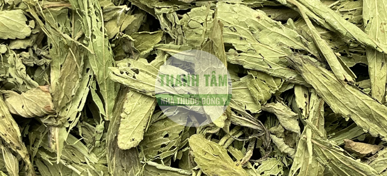 Cỏ ngọt | Nhà thuốc Thanh Tâm