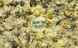 Cúc hoa | Nhà thuốc Thanh Tâm