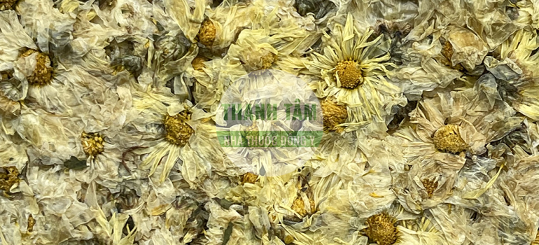 Cúc hoa | Nhà thuốc Thanh Tâm