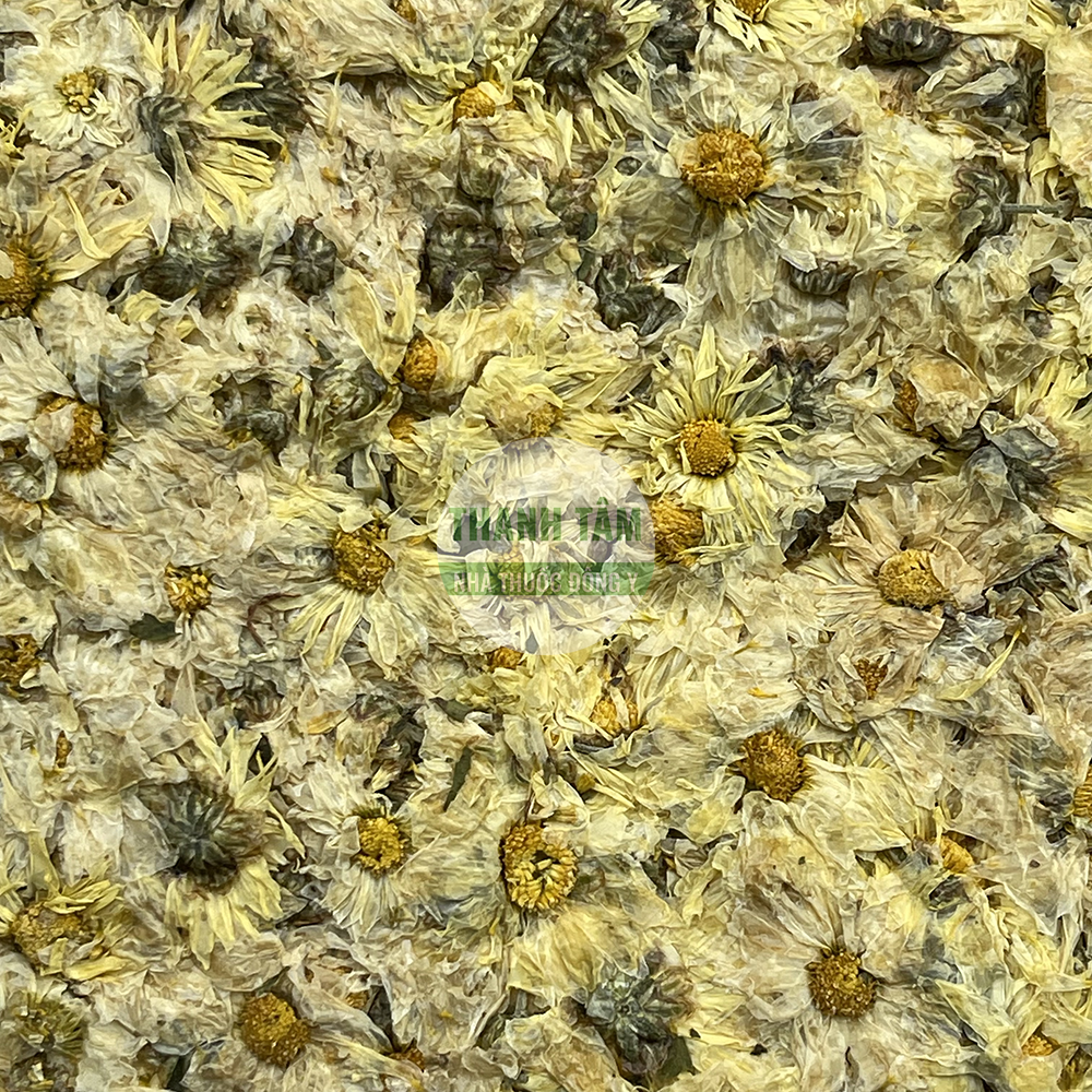 Cúc hoa – vị thuốc thanh nhiệt trong Đông y