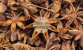 Đại hồi | Nhà thuốc Thanh Tâm