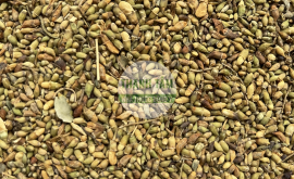 Hòe hoa | Nhà thuốc Thanh Tâm