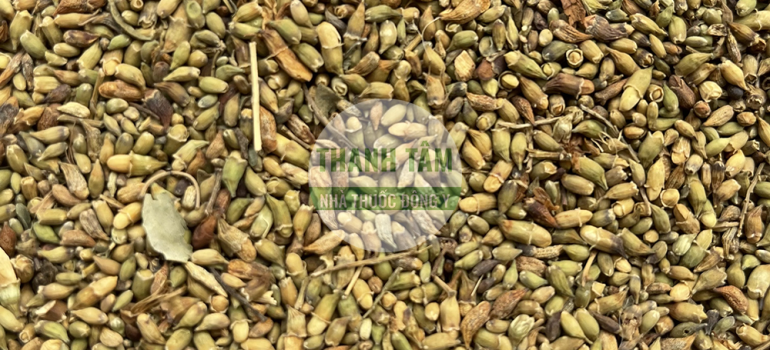 Hòe hoa | Nhà thuốc Thanh Tâm