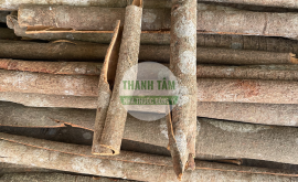 Nhục quế | Nhà thuốc Thanh Tâm