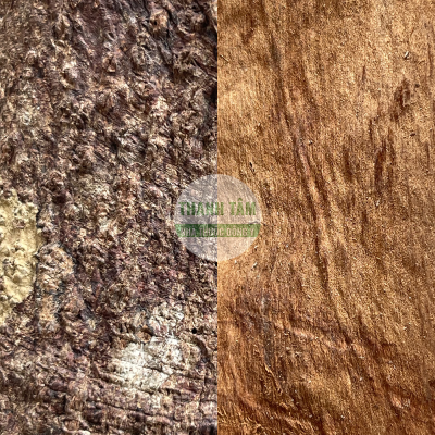 Nhục quế xuất khẩu gần | Nhà thuốc Thanh Tâm