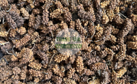 Tang thầm Quả dâu tằm vàng | Nhà thuốc Thanh Tâm