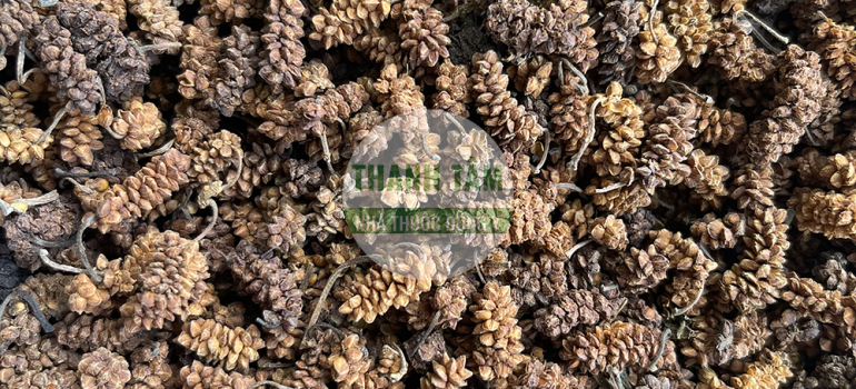 Tang thầm Quả dâu tằm vàng | Nhà thuốc Thanh Tâm