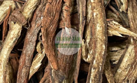 Đan sâm | Nhà thuốc Thanh Tâm