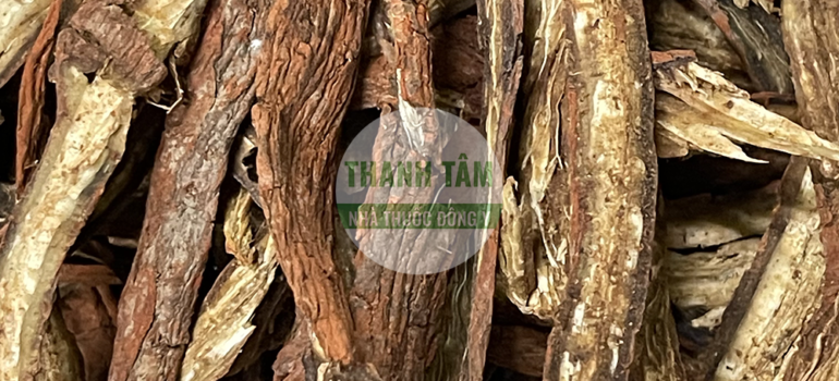 Đan sâm | Nhà thuốc Thanh Tâm