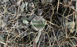 Giảo cổ lam | Nhà thuốc Thanh Tâm