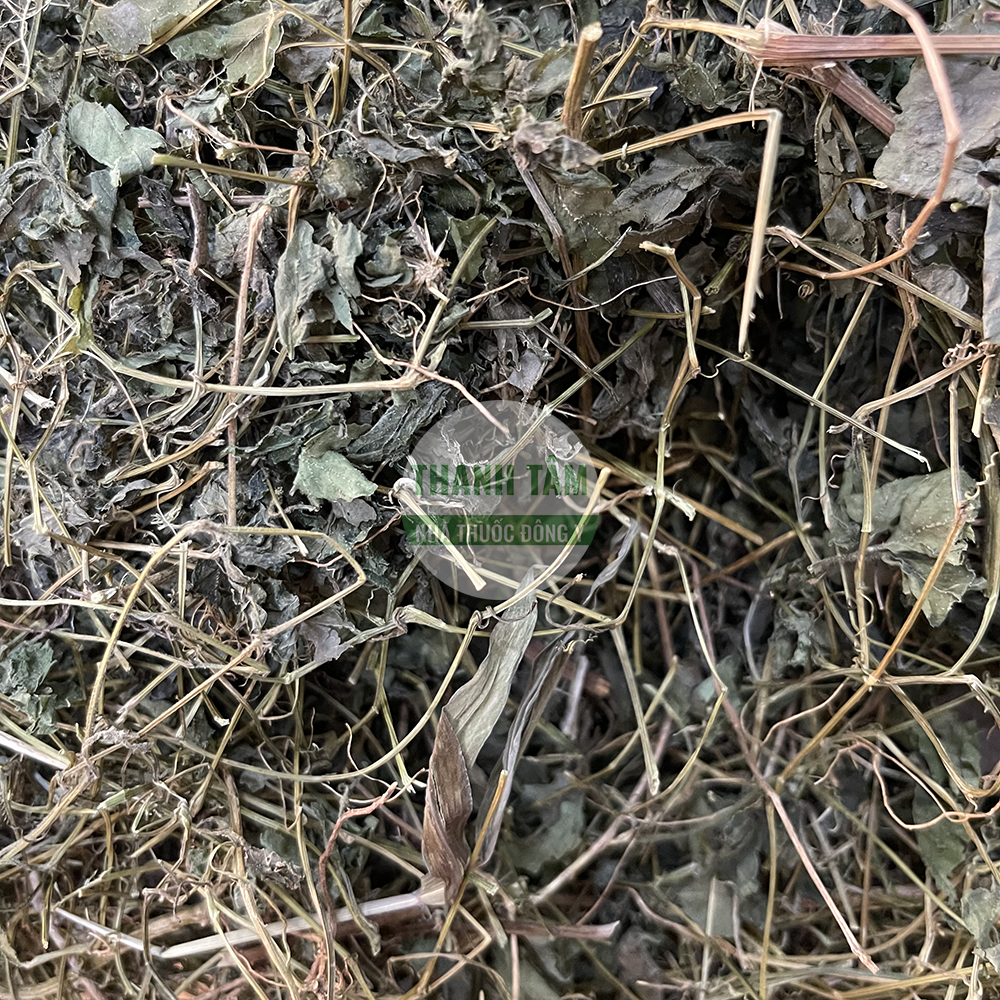 Giảo cổ lam – dược liệu hỗ trợ tim mạch và sức khỏe