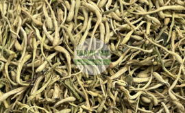 Kim ngân hoa | Nhà thuốc Thanh Tâm