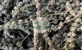 Kinh giới bắc | Nhà thuốc Thanh Tâm