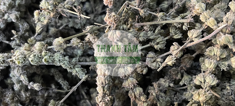 Kinh giới bắc | Nhà thuốc Thanh Tâm