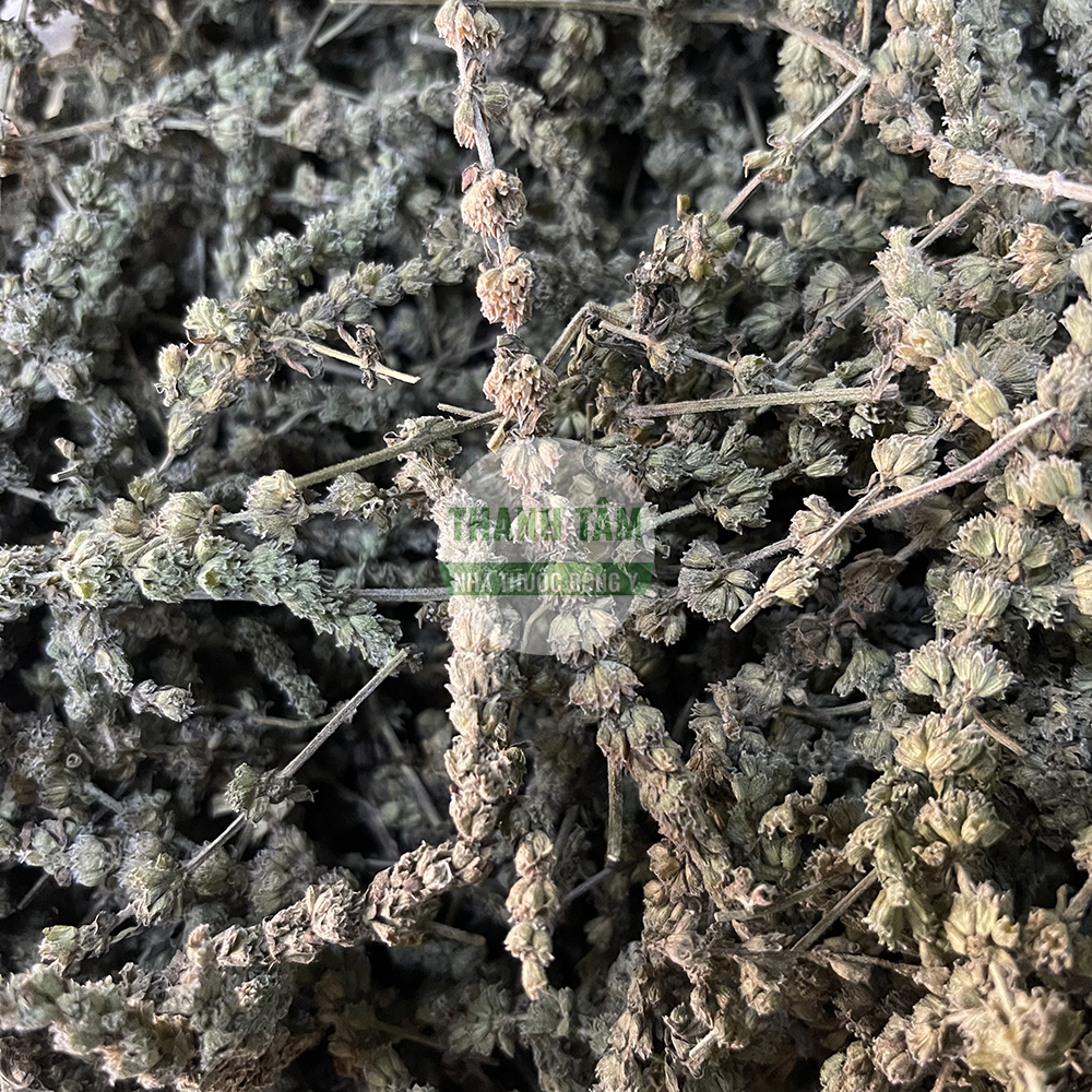 Kinh giới – vị thuốc giải cảm, tán phong