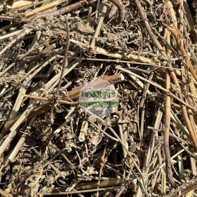 Kinh giới nam | Nhà thuốc Thanh Tâm