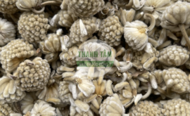 Mật mông hoa | Nhà thuốc Thanh Tâm