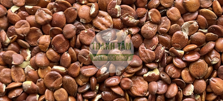 Táo nhân sống | Nhà thuốc Thanh Tâm