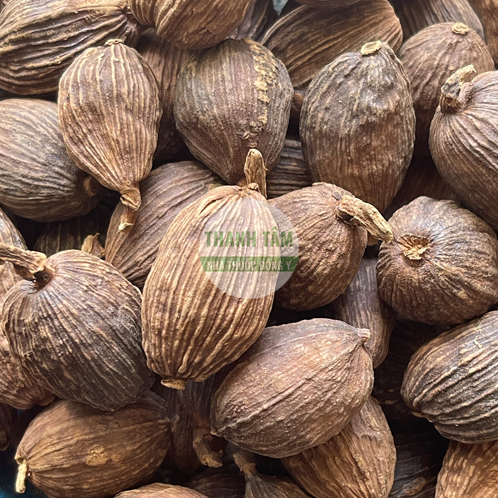 Tsaoko Fruit – a warming TCM herb for transforming Dampness
