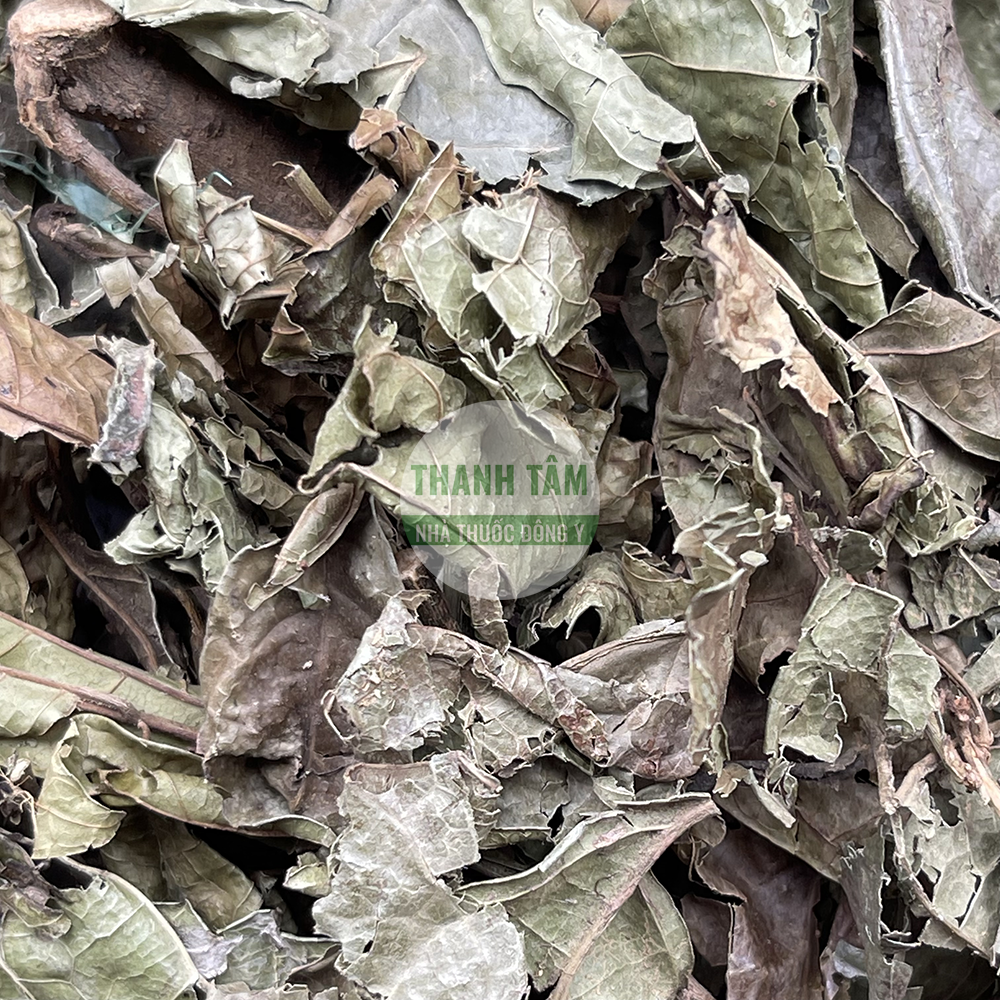 Xạ đen – vị thuốc nam thanh nhiệt giải độc