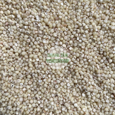 Ý dĩ Bo bo trắng hạt nhỏ | Nhà thuốc Thanh Tâm