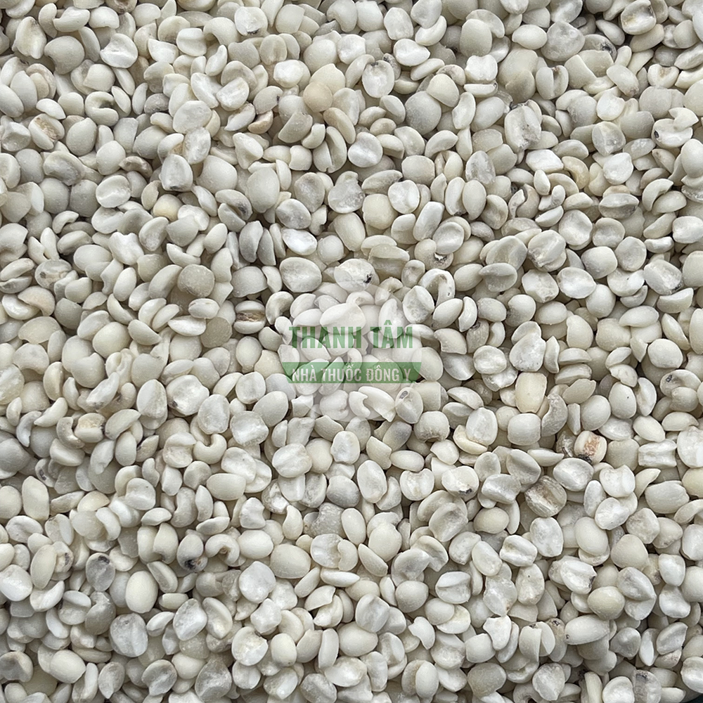 Ý dĩ – vị thuốc kiện tỳ, lợi thấp