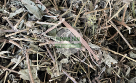 Cà gai leo | Nhà thuốc Thanh Tâm