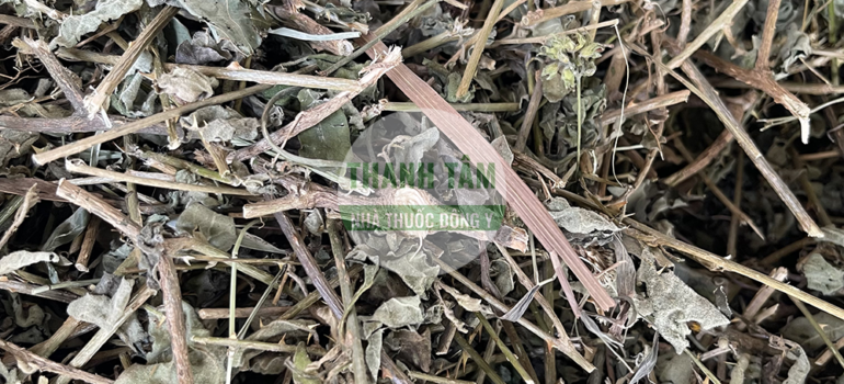 Cà gai leo | Nhà thuốc Thanh Tâm