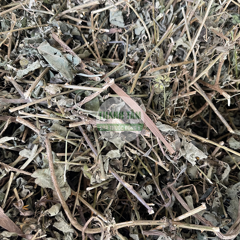 Cà gai leo – vị thuốc giải độc gan