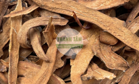 Cốt toái bổ | Nhà thuốc Thanh Tâm