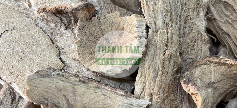 Dây đau xương Khoan căn đằng | Nhà thuốc Thanh Tâm