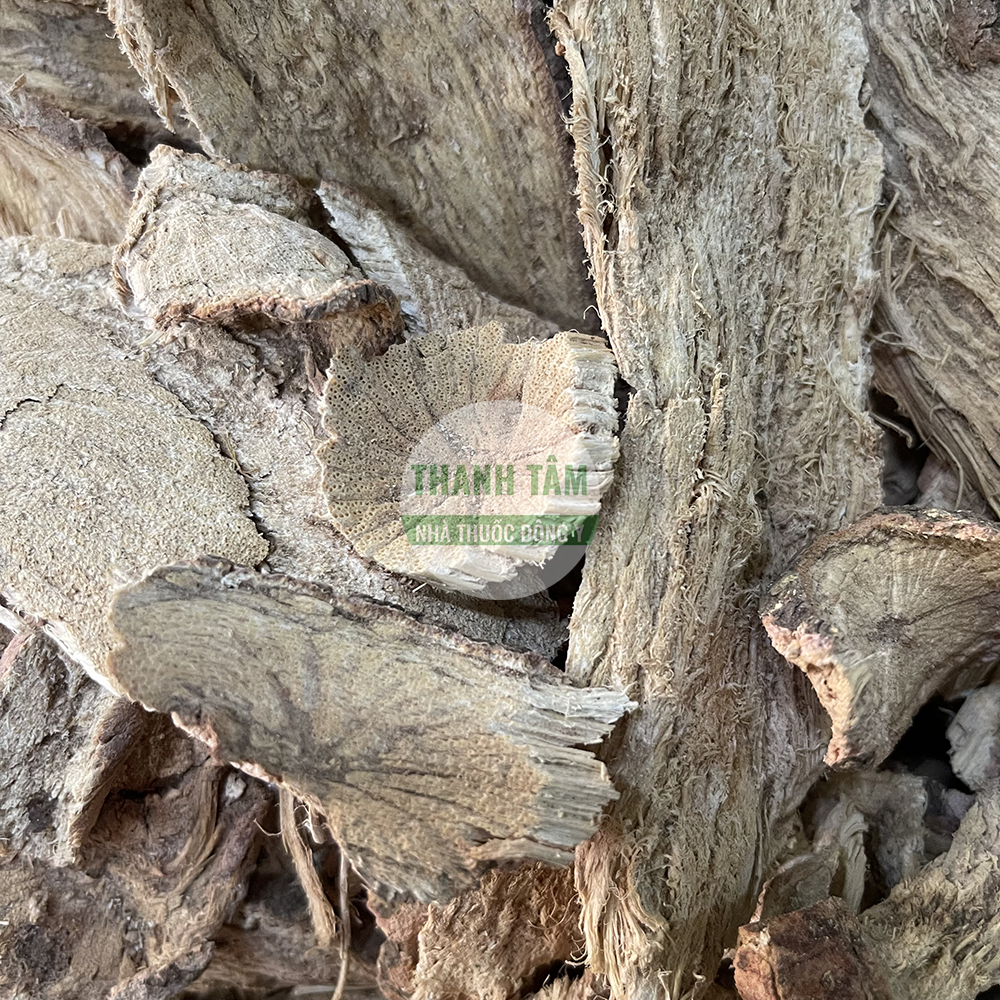 Dây đau xương – vị thuốc giảm đau xương khớp