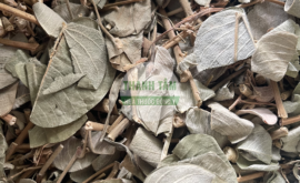 Kim tiền thảo | Nhà thuốc Thanh Tâm